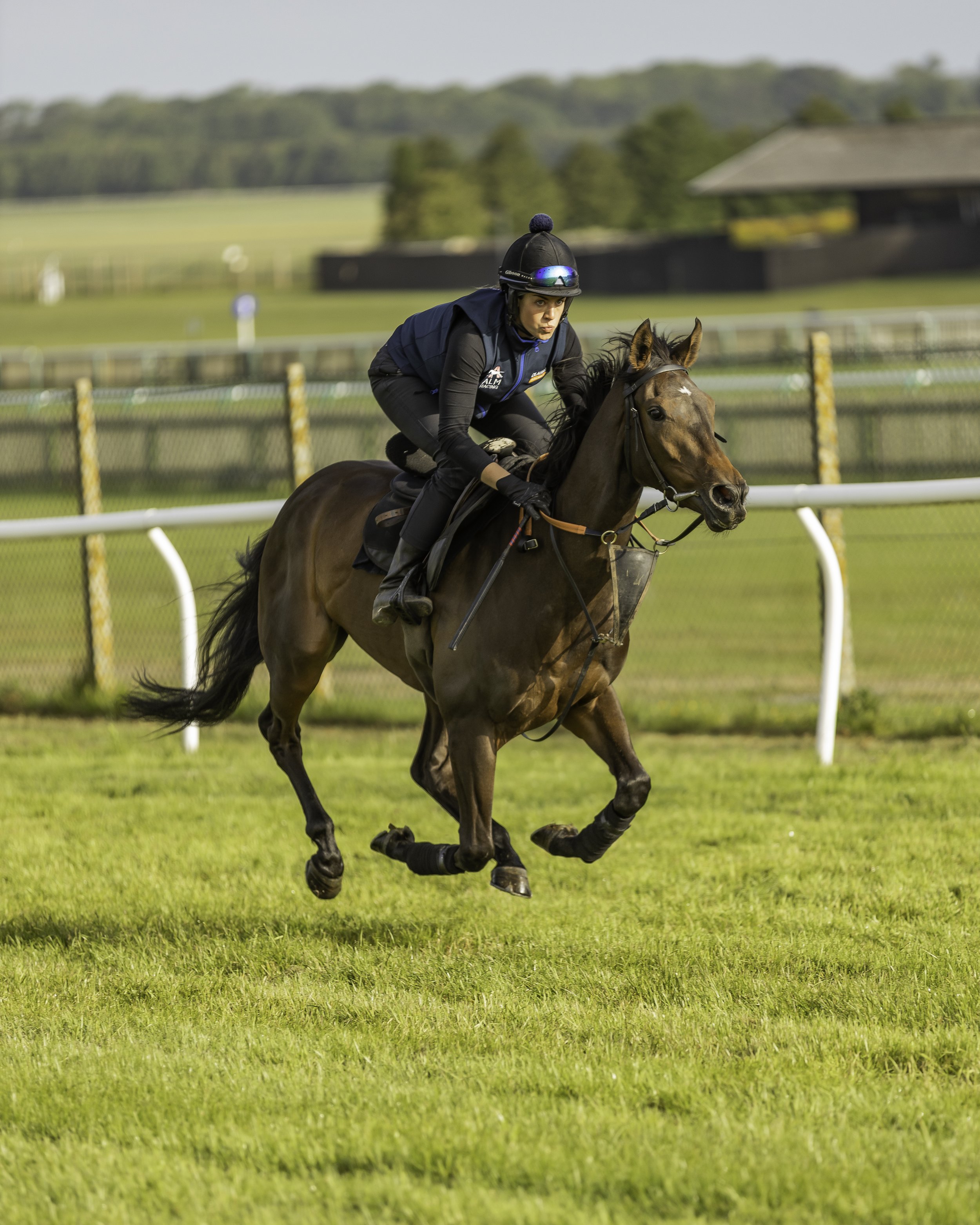 Danish Prince Thoroughbred Horse Profile - Next Race, Form, Stats, News,  Breeding