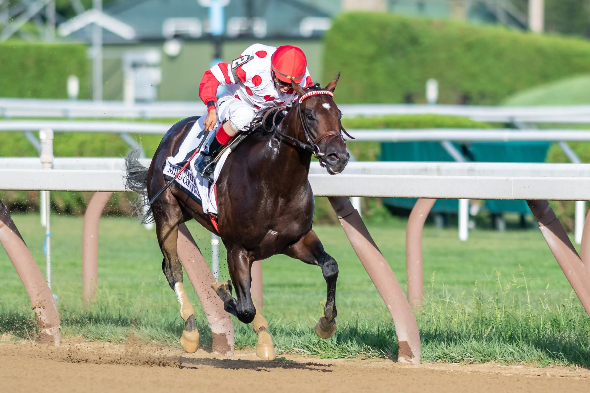 Golden anniversaries - The New York State Thoroughbred Breeding and ...