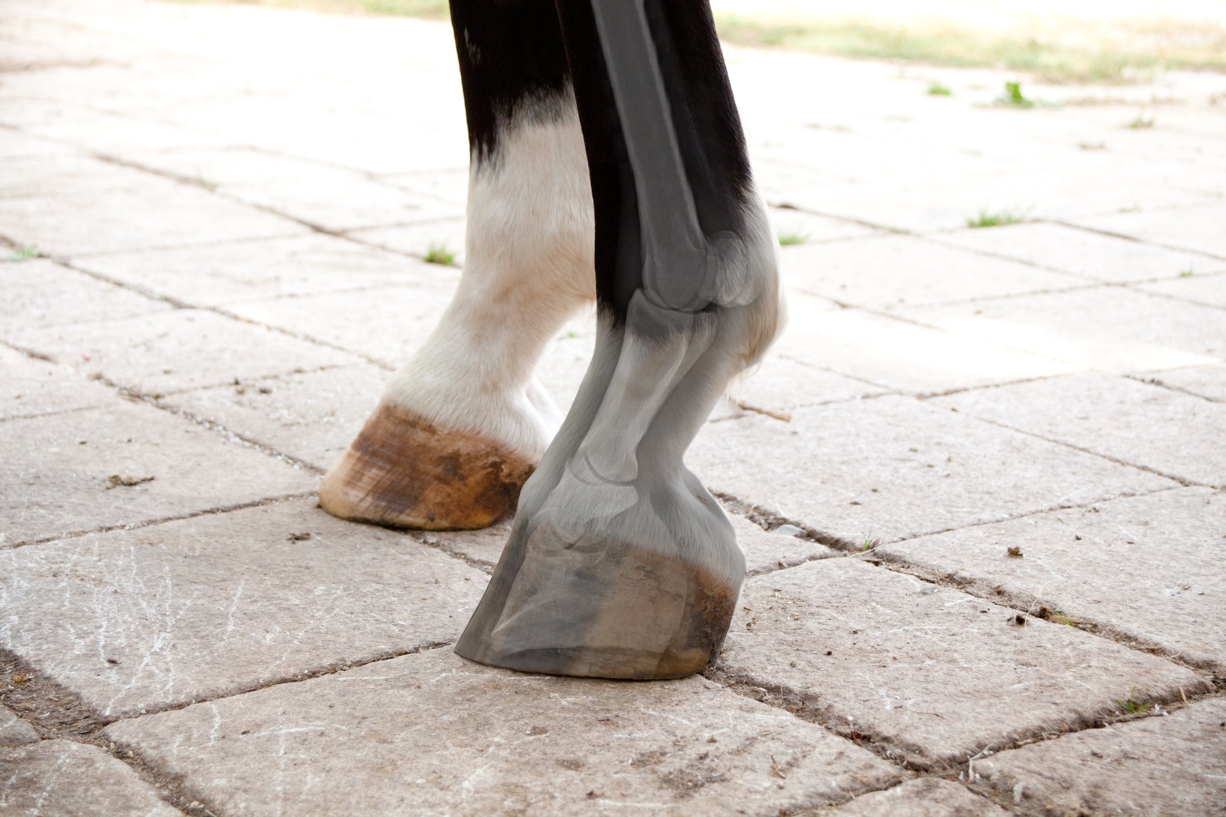 Animals | Free Full-Text | An Investigation into the Effects of Changing  Dorso-Plantar Hoof Balance on Equine Hind Limb Posture