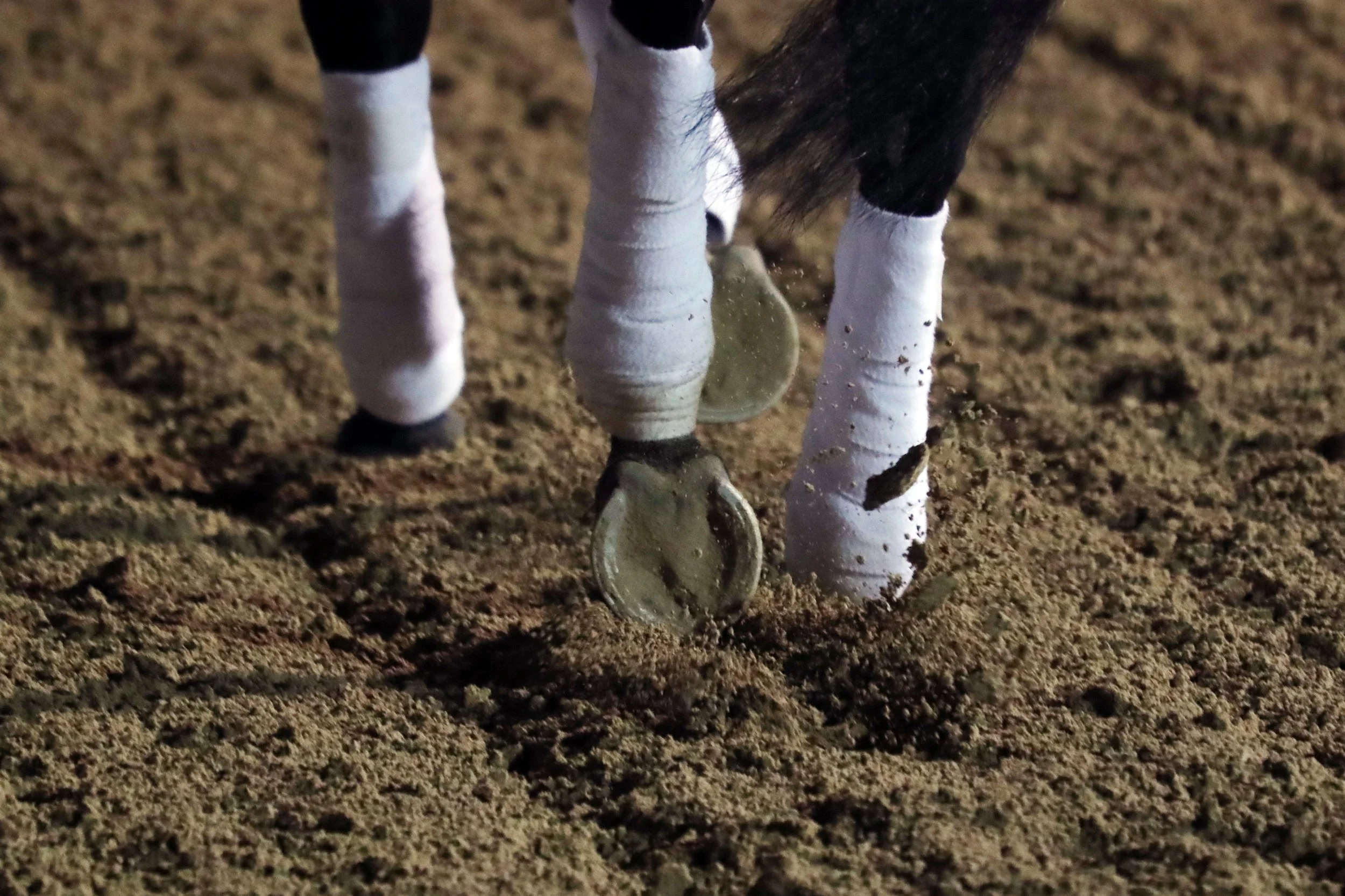 Why bucked shins are so prevalent in the racehorse | Trainer Magazine ...