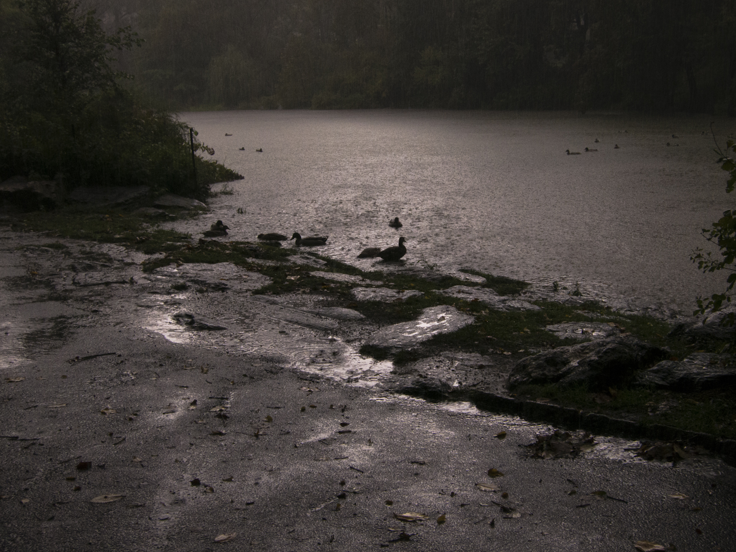 "pelted by rain" the Pool @ 100th st.