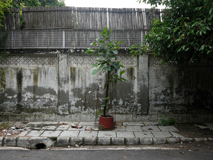  Friends Colony Tree  ​ 