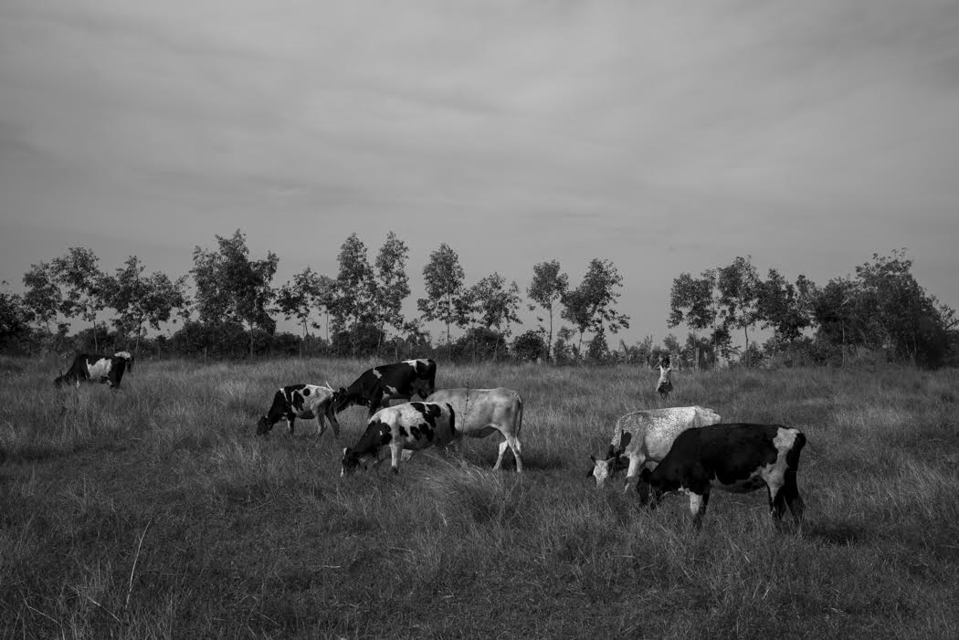 The cows