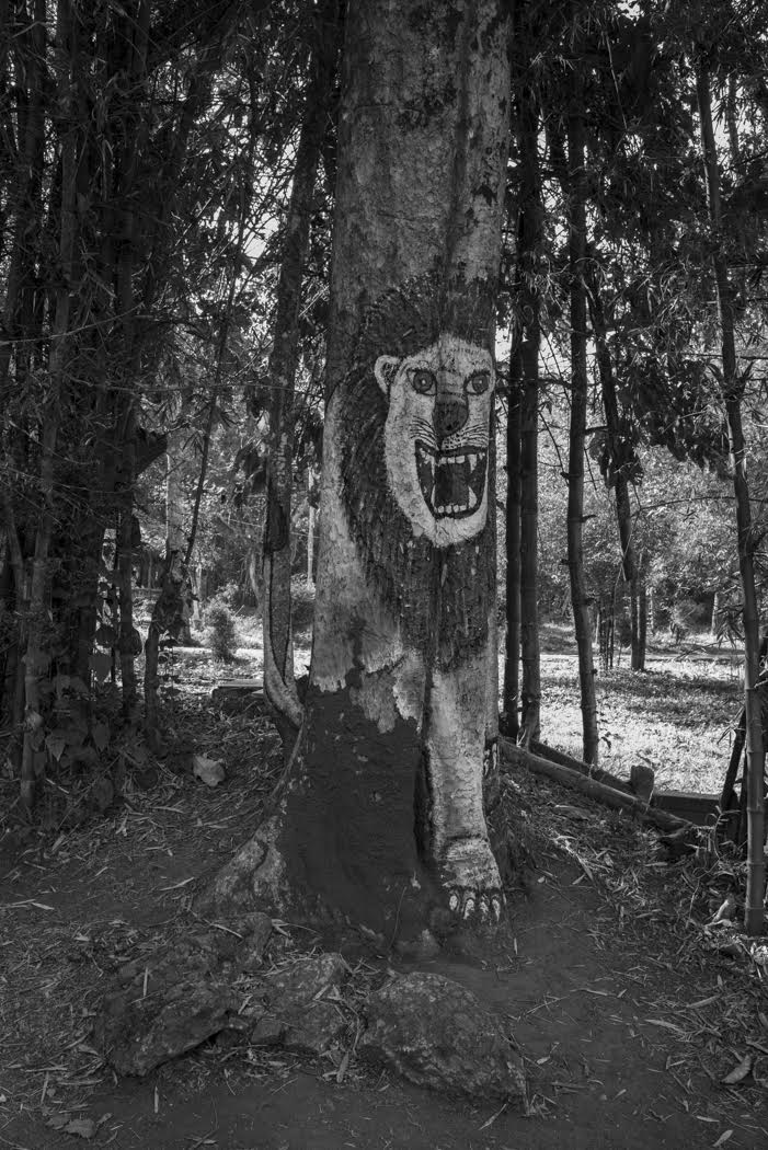 where lions roam free
