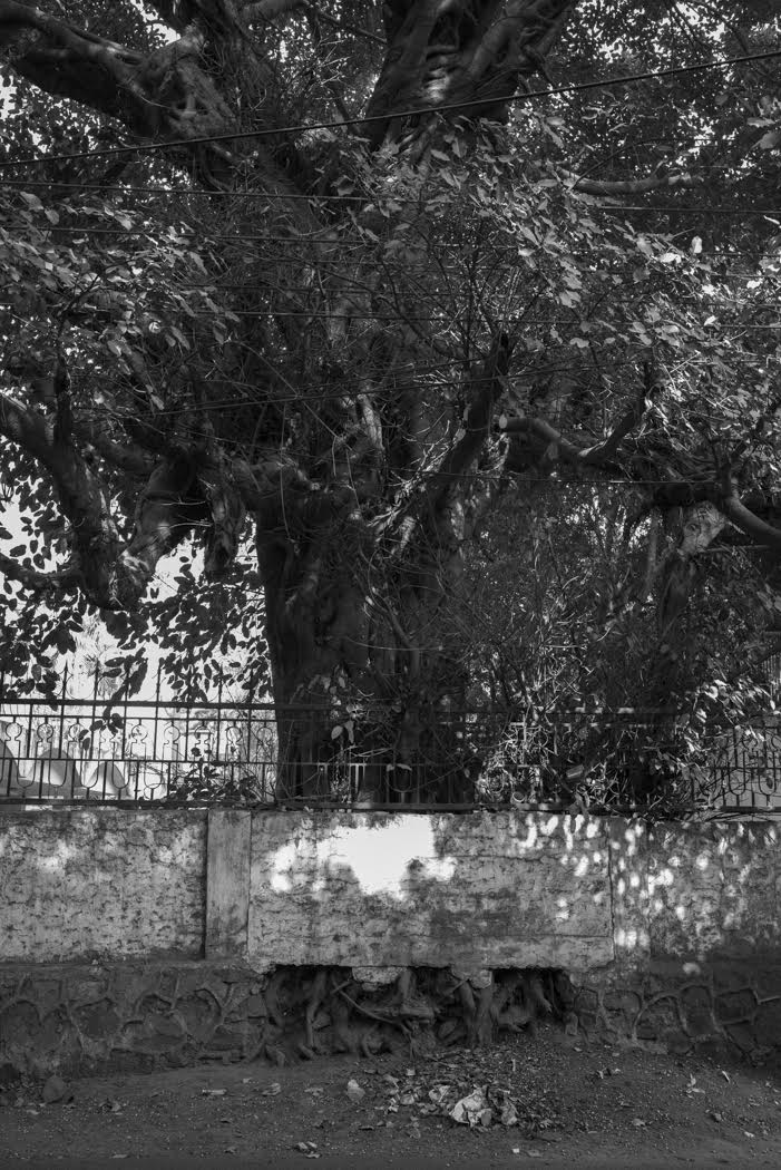 I went for walks, photographing the grand trees of Friends Colony