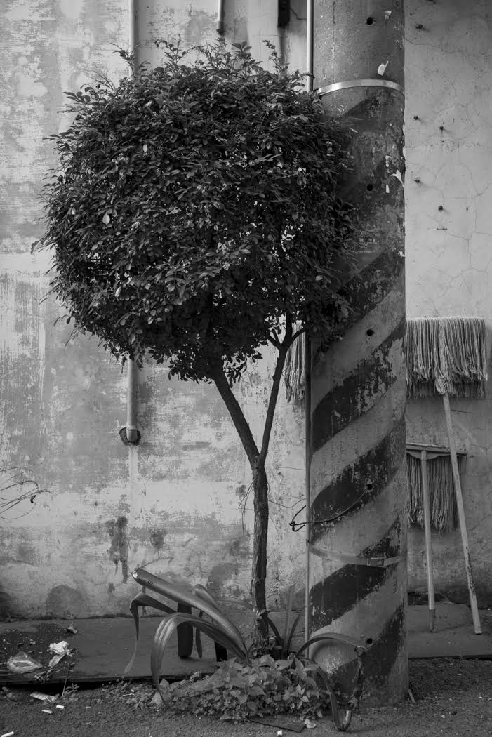 I photograph trees