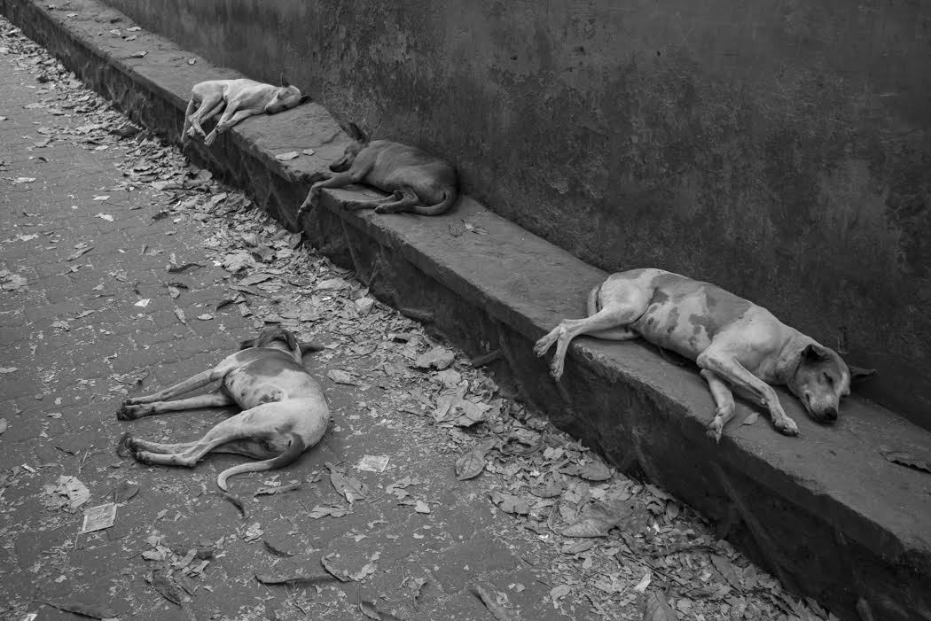 And the dogs enjoy their siesta