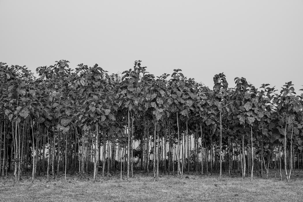 Our Teak plantation