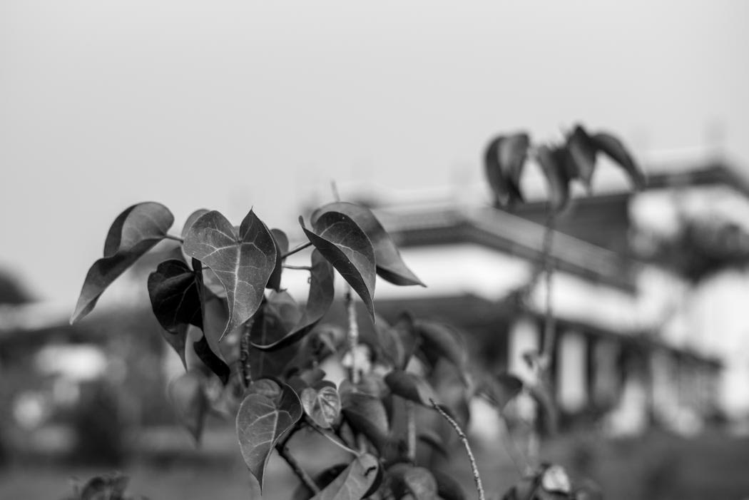and bodhi tree