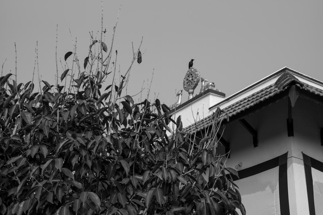 and presided over by the raven