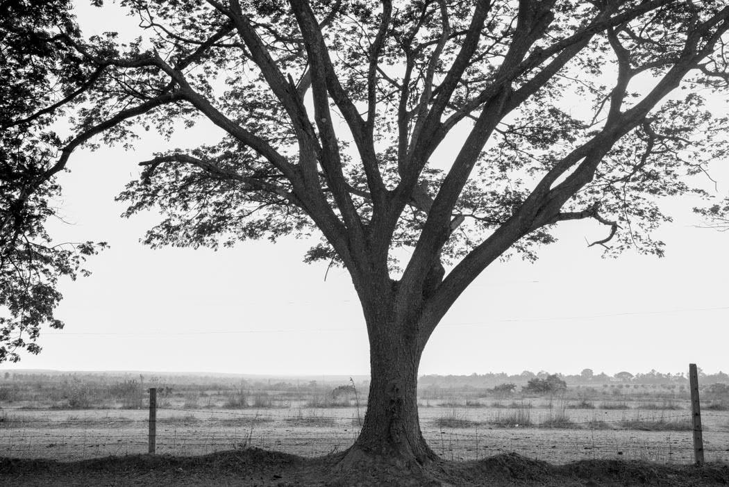 The trees stand tall