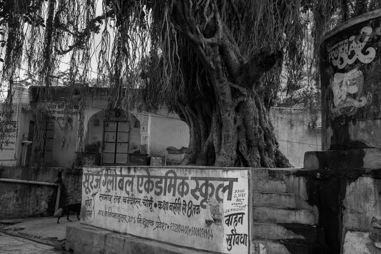 Banyan trees give gravitas