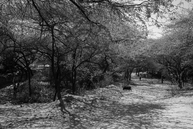 free to stroll