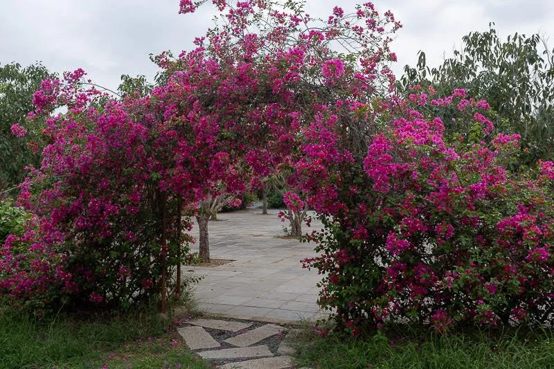 and through the bougainvillea is the debating court
