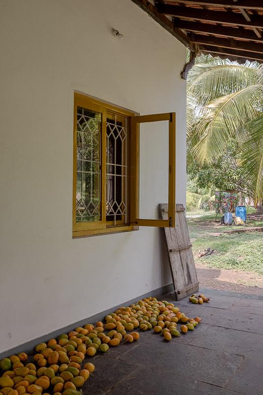 Mangos await eating