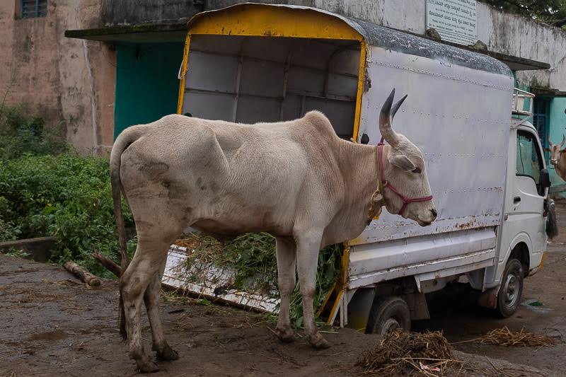 I visit a cattle fair along the way