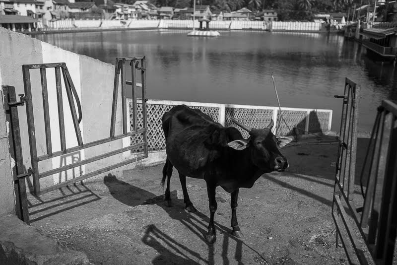 Brahma Moos for you