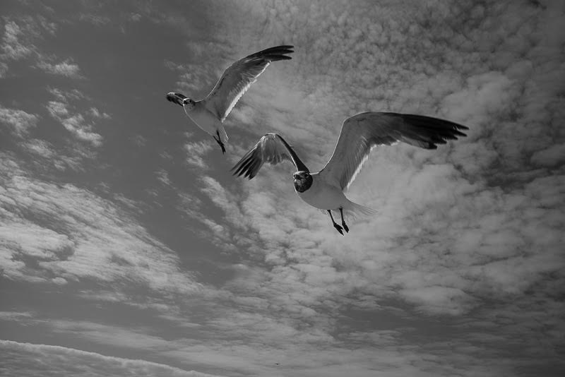 and birds to feed