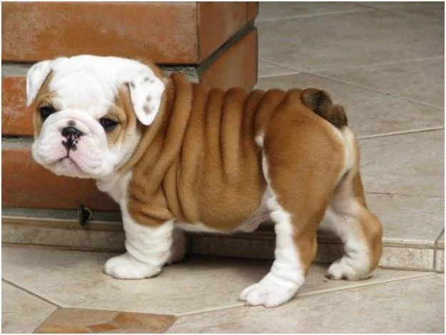 english-bulldog-puppy-5.jpg