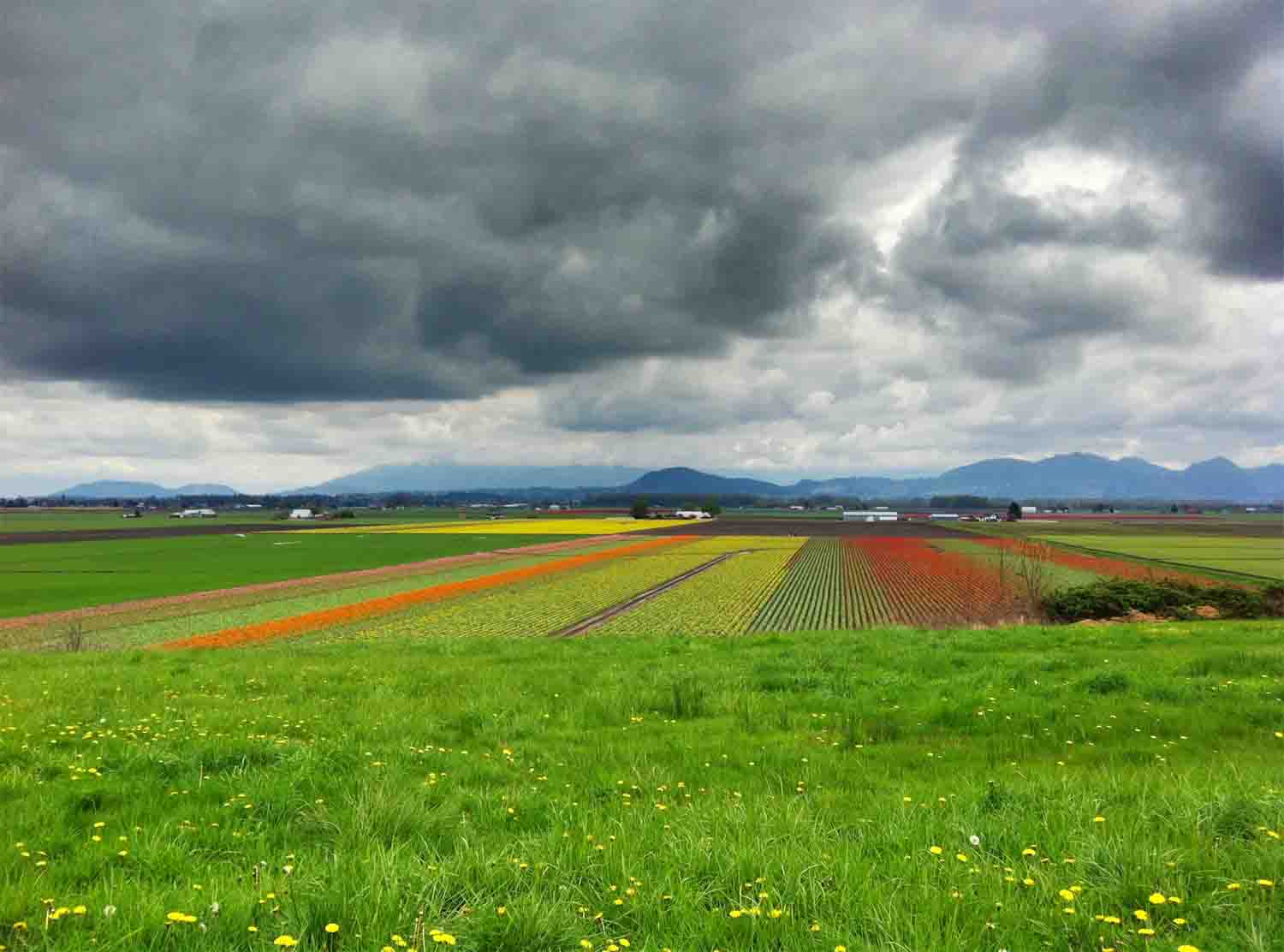 Tulip fields copy.jpg