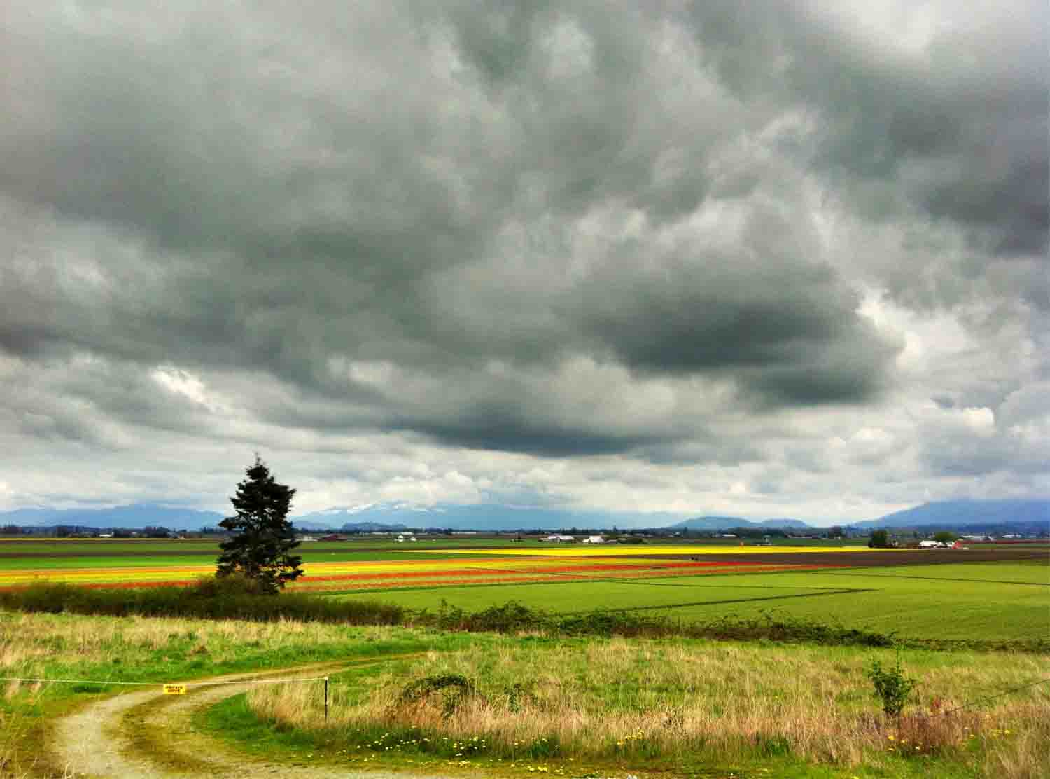 Tulip fields stormy copy.jpg