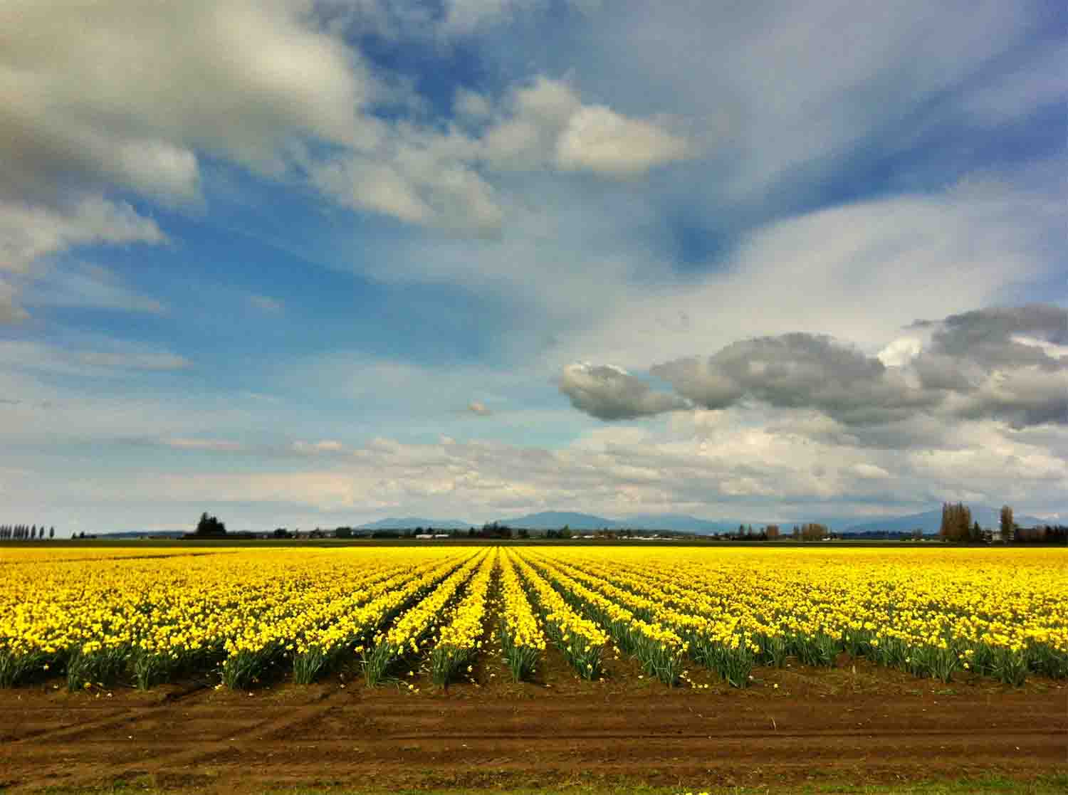 Tulip fields yellow copy.jpg
