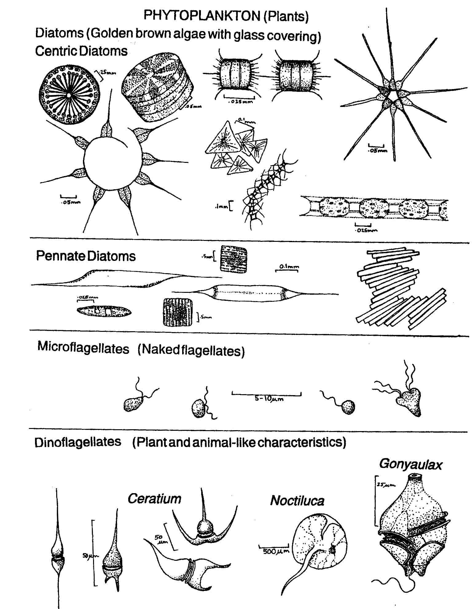 Plankton diagram.jpg