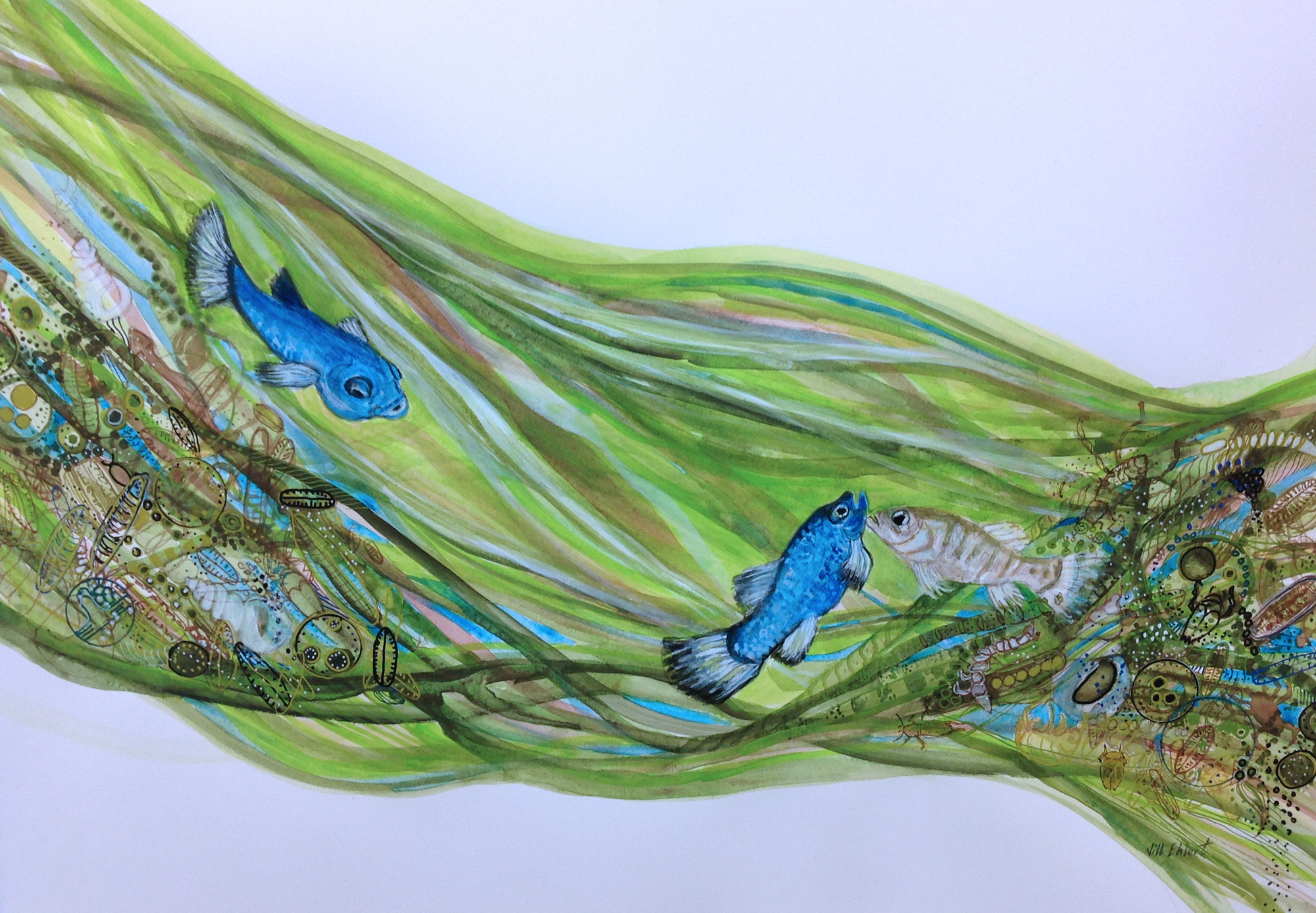 Watercolour, pencil crayon, walnut and acrylic inks on Arches Watercolour paper. Jill Ehlert