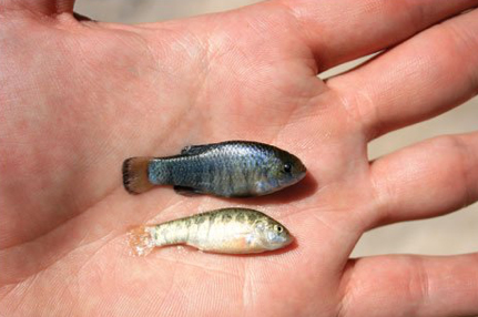 Devils Hole pupfish are about one-inch in length