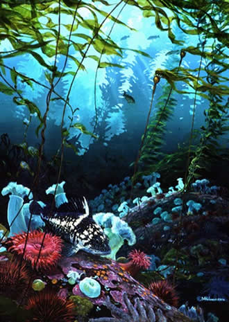 Mark Hobson "China Rockfish"