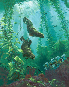 Mark Hobson "Sea Otters Return"