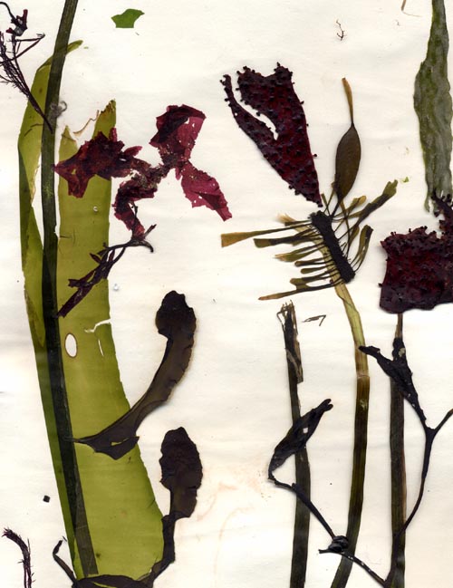 Pressed seaweeds