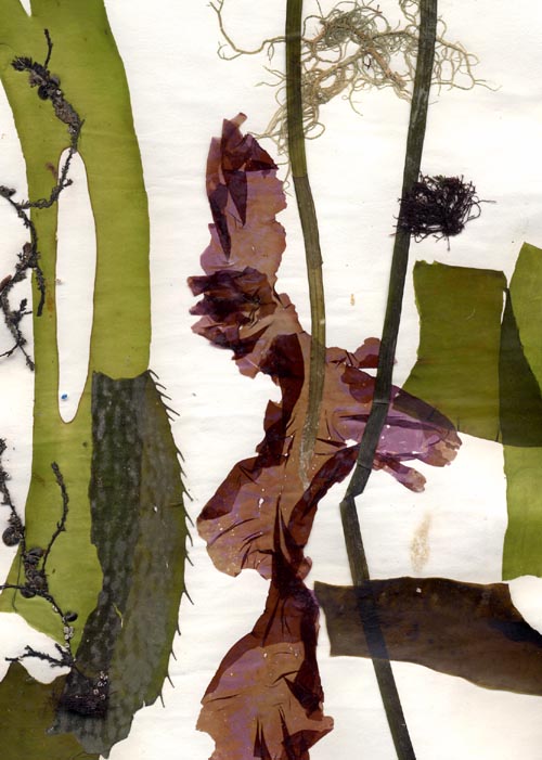 Pressed seaweeds