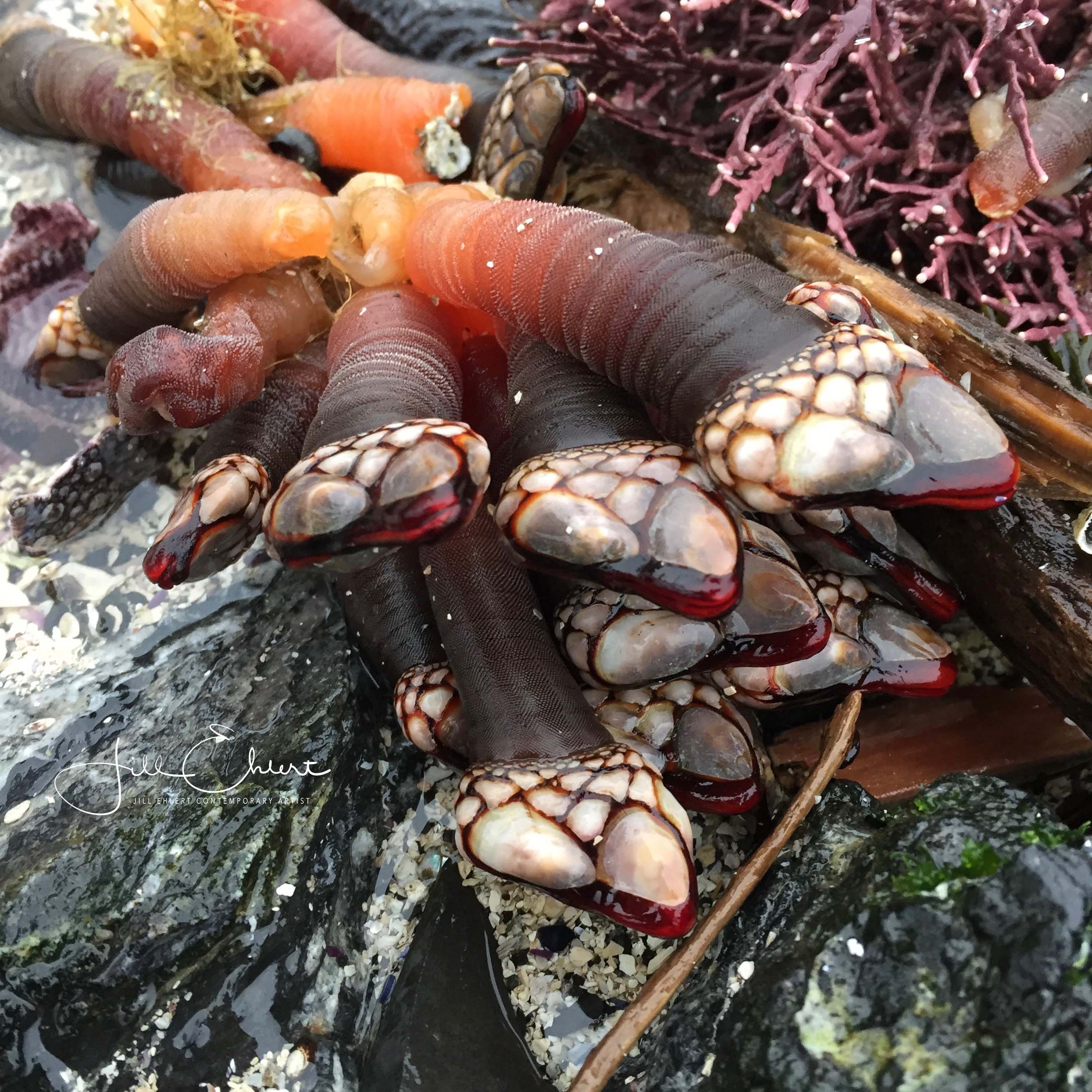 Gooseneckbarnacles_2.jpg