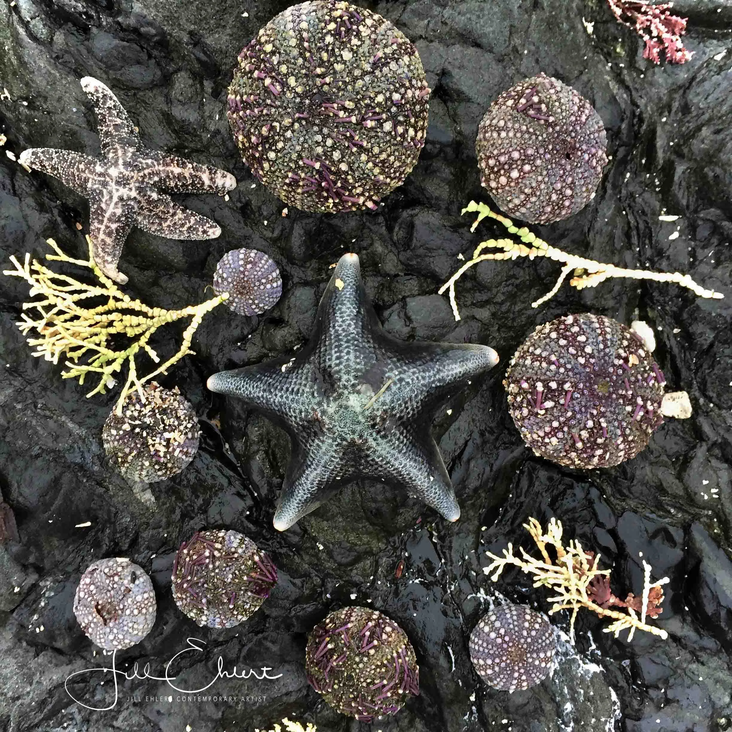 SeaUrchin_square.jpg
