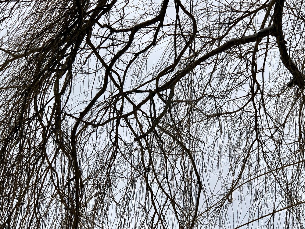 IMG_5132.jpeg