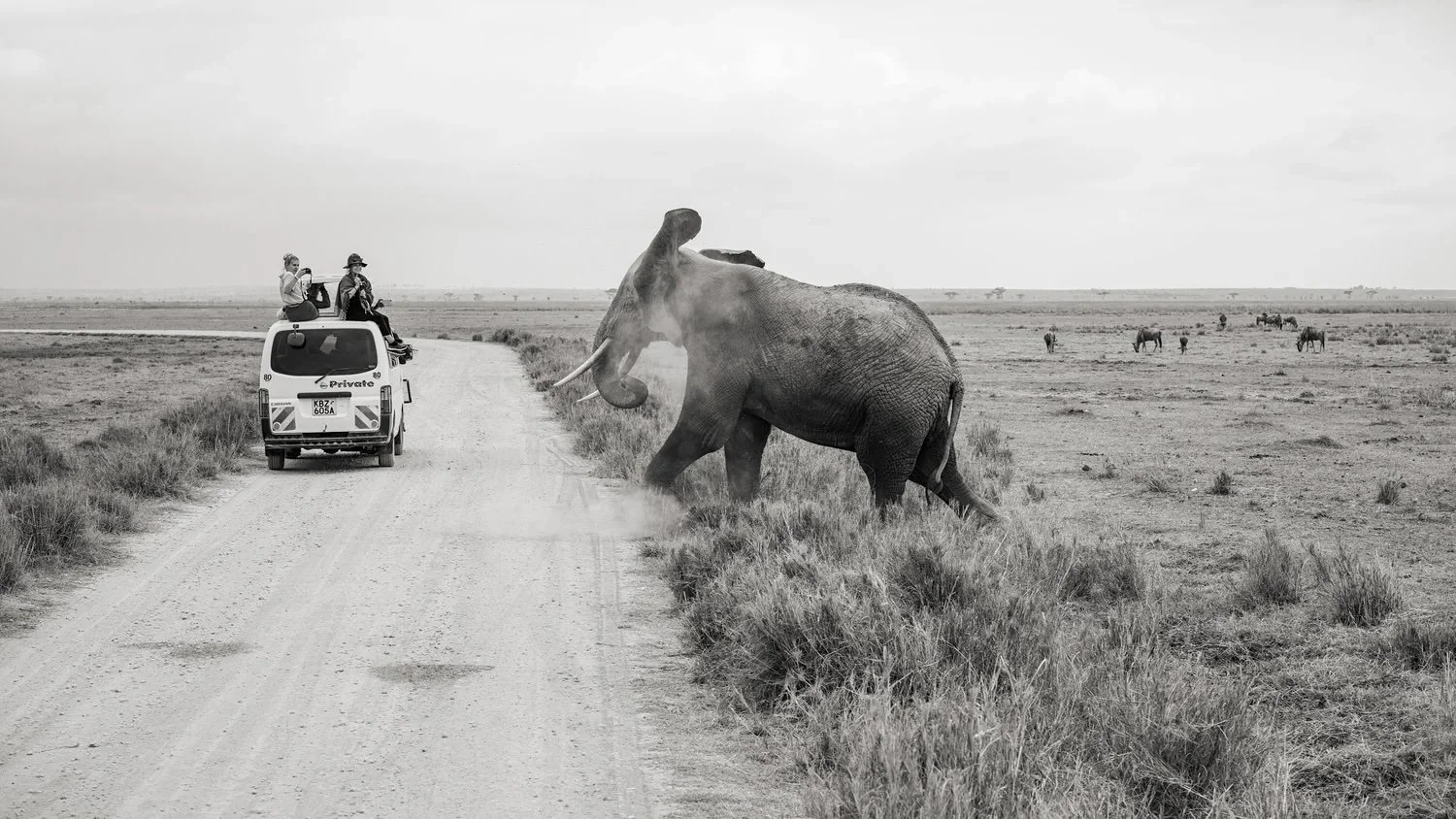 Bull Elephant.jpeg