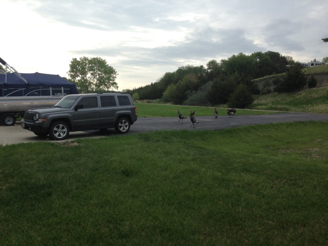 I was greeted at my vehicle by a few turkeys and once they all scattered in every direction. I hit the road to Yankton, South Dakota.