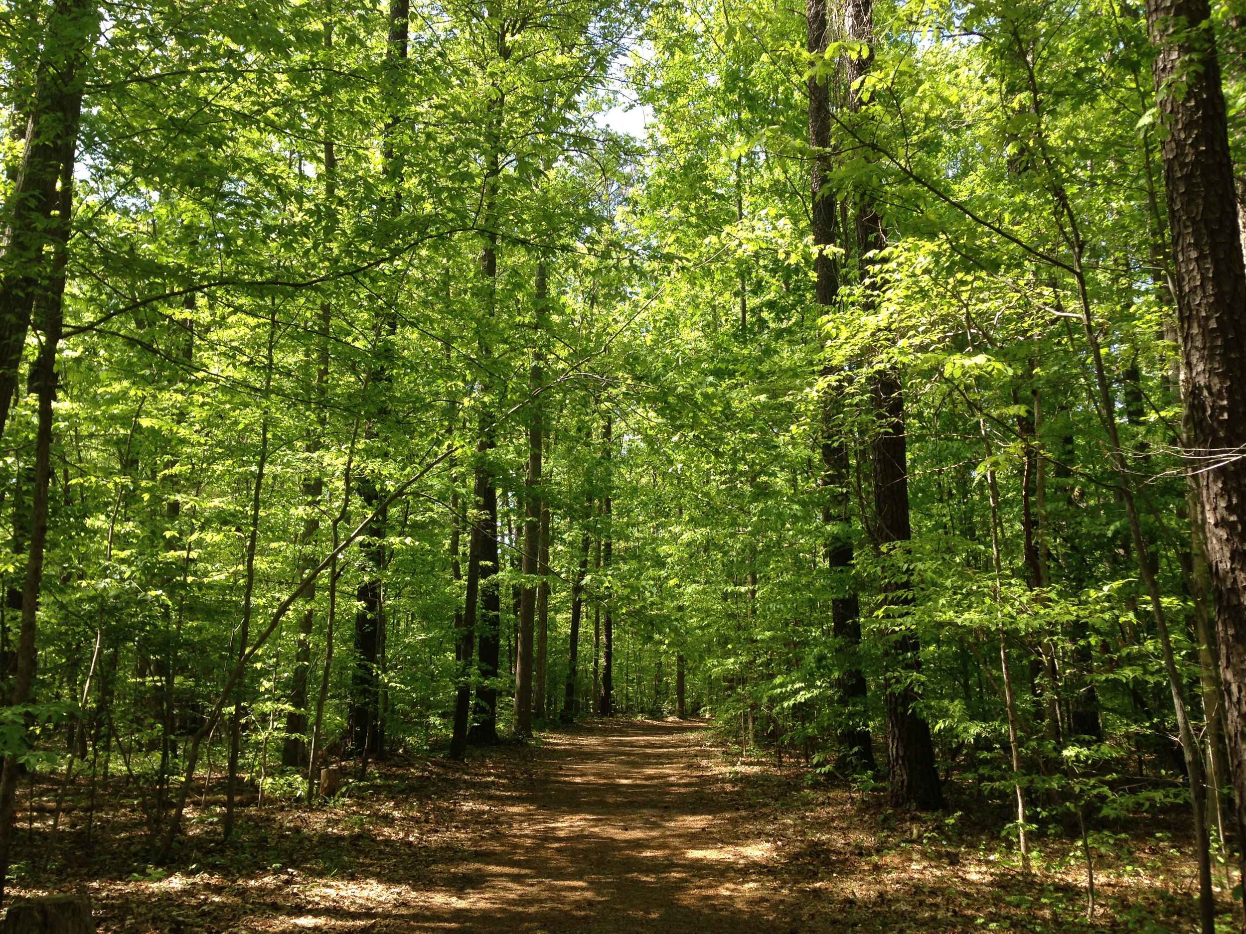 trees_full_low_res.jpg