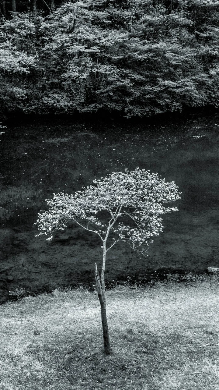 LVB06057.jpg