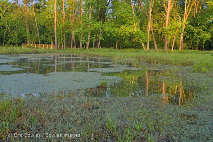 Three years later- a toxic site transformed into a rain garden.