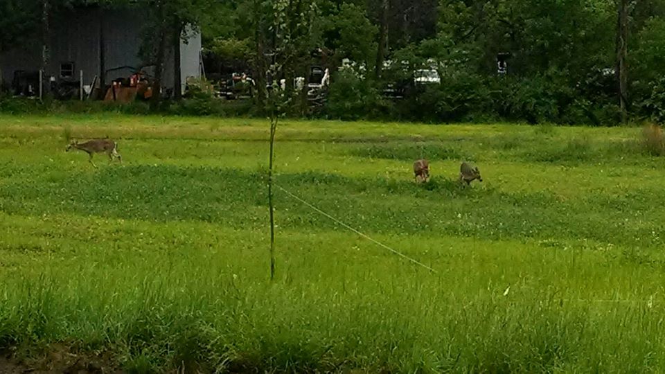 Deer frolicking at Zonolite Park