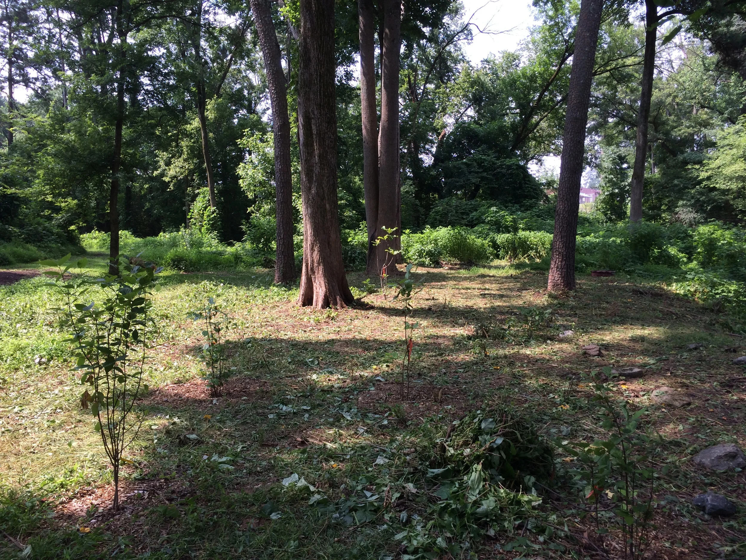 The Glade on the Confluence trail 