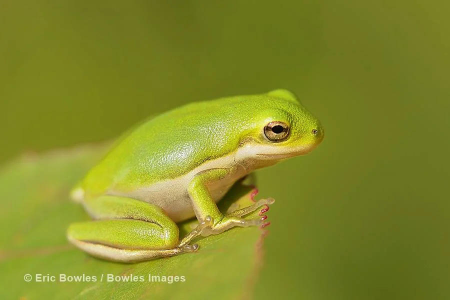 Critters like this green tree frog demonstrate the health of the ecosystem. Thanks to photographer Eric Bowles for sharing him with us.