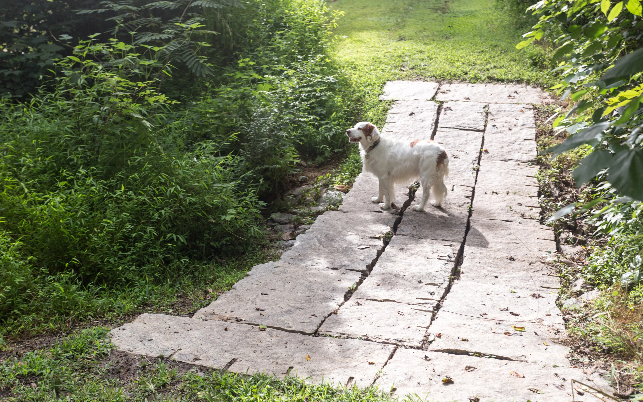 Marley on the bridge in Summer 2014