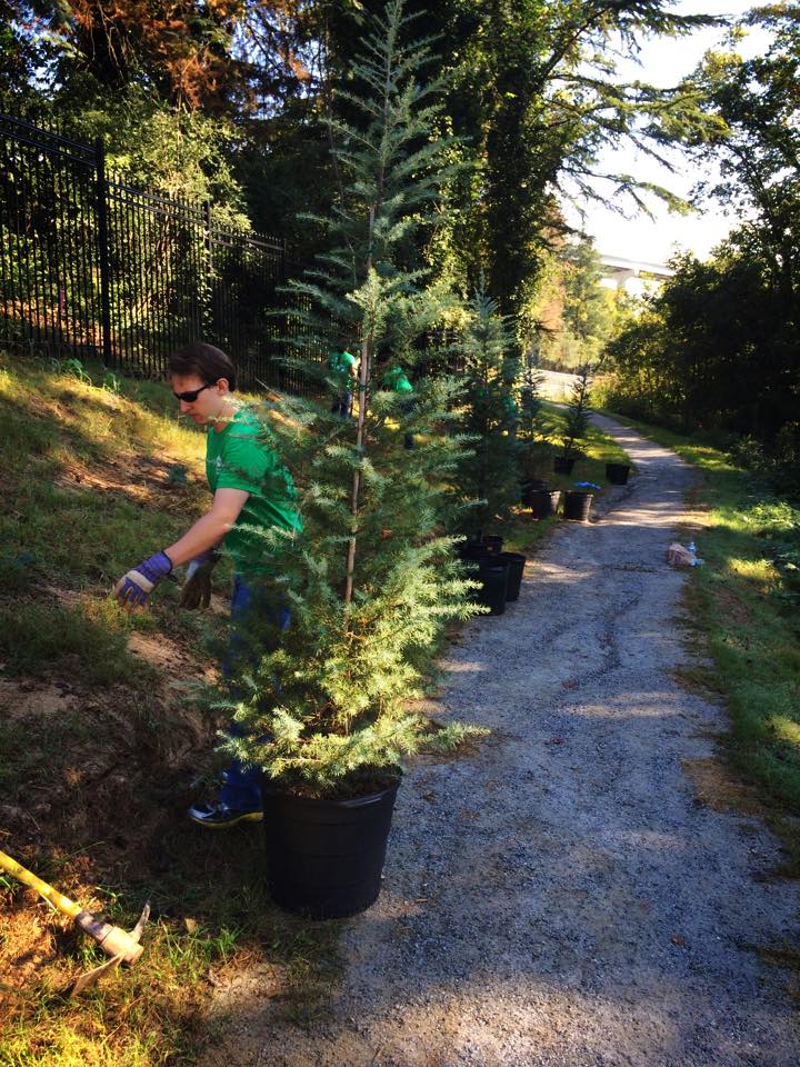 Alcoa employee Matthew Miller preps the trail side for the Deodar sapling.