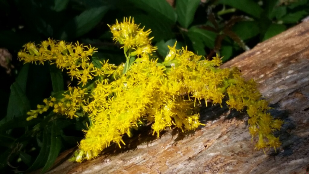 Golden Rod in its glorious bloom