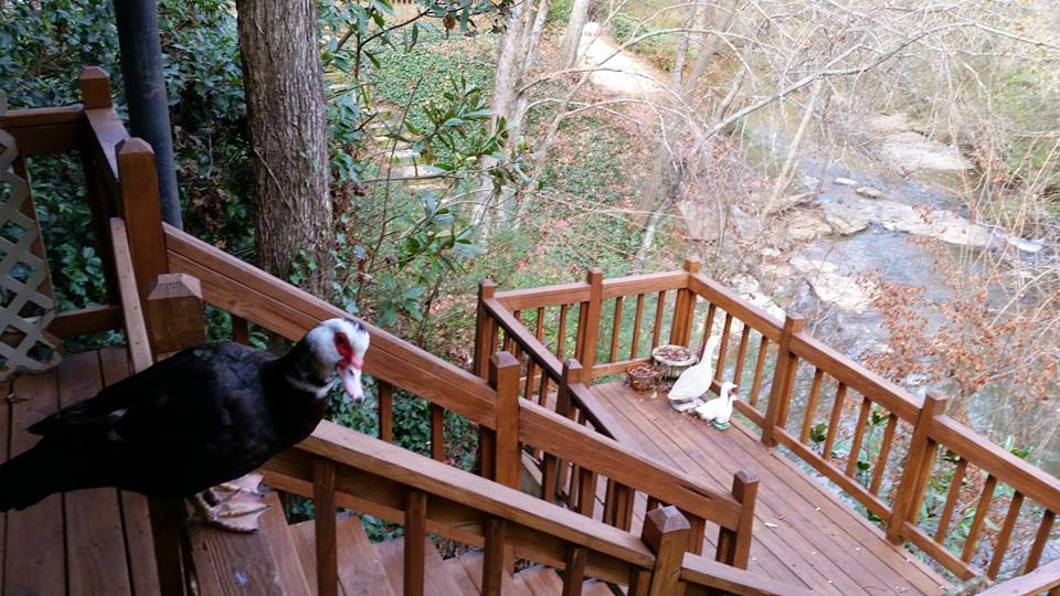 John Wiley enjoyed the company of a beautifully colored Muscovy Duck for a month, at his home on the South Fork near Clairmont Road. He reports the duck hung out with mallards and a blue heron, dining on wildlife and John's cheerios.