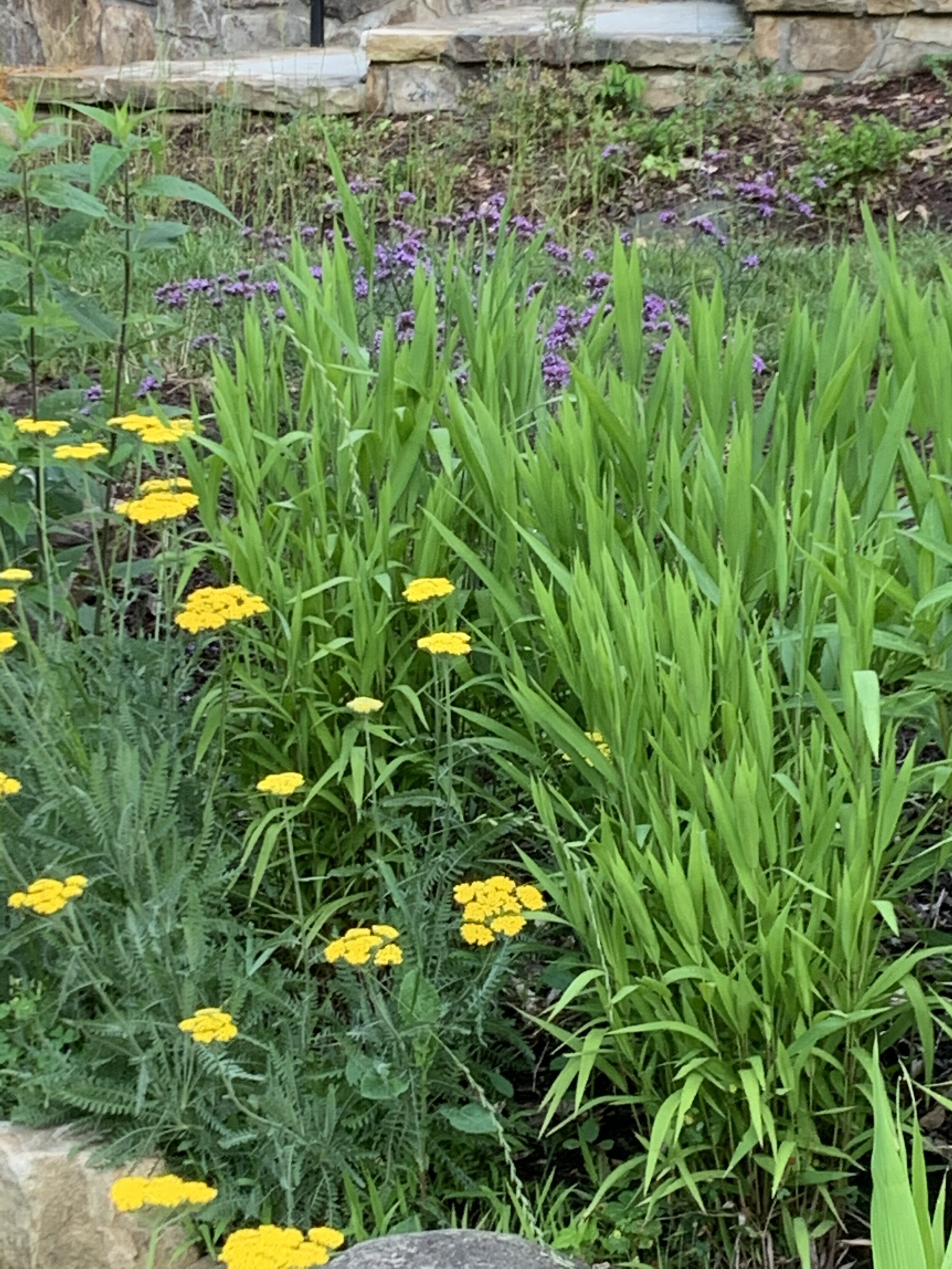 Armand Park Rain Garden.jpeg