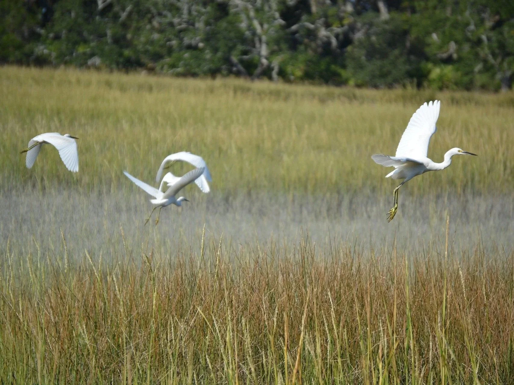 Georgia Environmental Conference